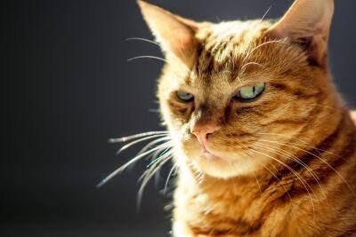 ¿Tu gato te ataca sin motivo? Qué es el síndrome del tigre y cómo prevenirlo