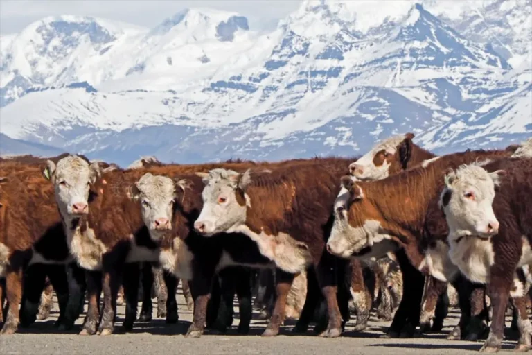 Neuquén reactivó el Programa de Refugos Ganaderos: aportes de hasta $400.000 por animal para pequeños y medianos productores